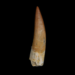 XL 2.1