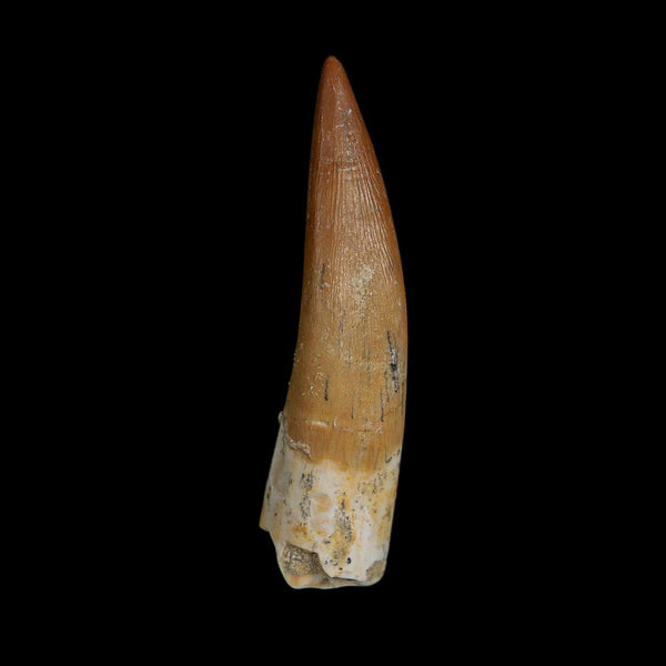 XL 2.1