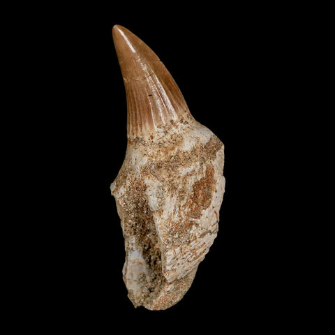 2.3" Mosasaur Platecarpus Fossil Tooth Rooted Cretaceous Dinosaur Era COA