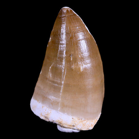 XL 2.1" Mosasaur Prognathodon Fossil Tooth Cretaceous Dinosaur Era COA & Stand