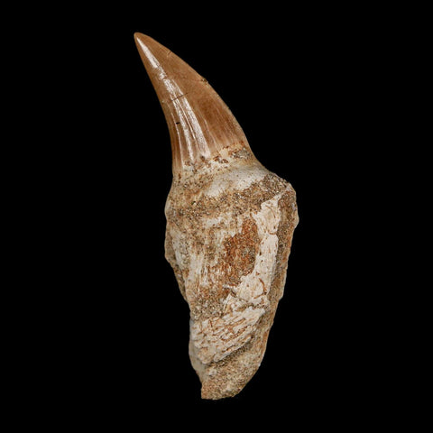 2.3" Mosasaur Platecarpus Fossil Tooth Rooted Cretaceous Dinosaur Era COA