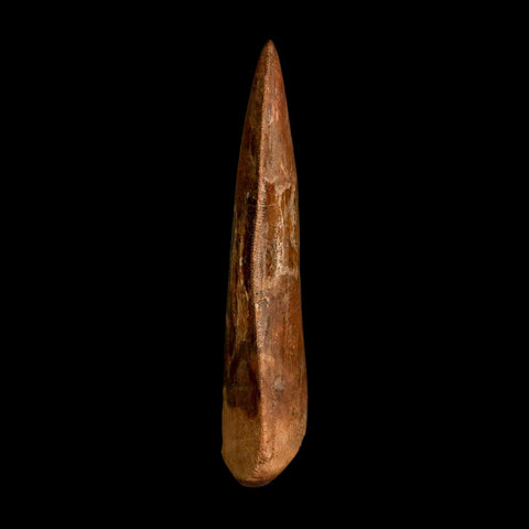 XL 3.4" Carcharodontosaurus Serrated Fossil Tooth Cretaceous Theropod Dinosaur COA - Fossil Age Minerals