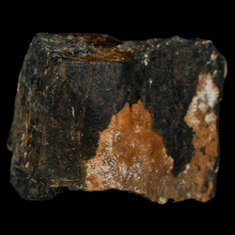 1.1" Stegosaurus Fossil Bone Morrison Formation Wyoming Jurassic Age Dinosaur COA - Fossil Age Minerals