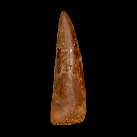 XL 3.4" Carcharodontosaurus Serrated Fossil Tooth Cretaceous Theropod Dinosaur COA - Fossil Age Minerals