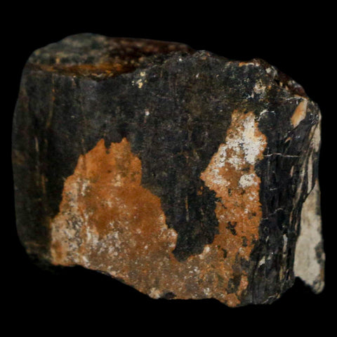 1.1" Stegosaurus Fossil Bone Morrison Formation Wyoming Jurassic Age Dinosaur COA - Fossil Age Minerals