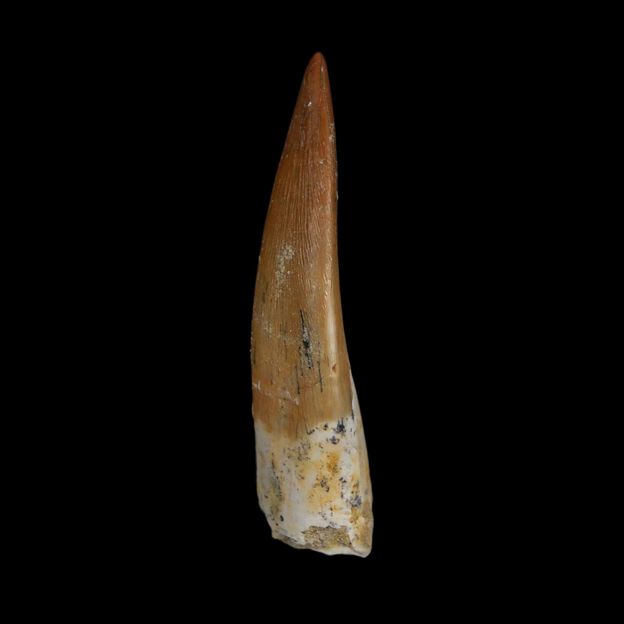 XL 2.1" Plesiosaur Zarafasaura Tooth Fossil Cretaceous Dinosaur Era COA, Stand