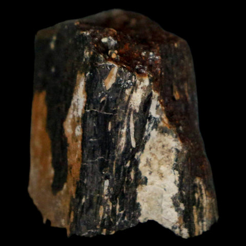 1.1" Stegosaurus Fossil Bone Morrison Formation Wyoming Jurassic Age Dinosaur COA - Fossil Age Minerals
