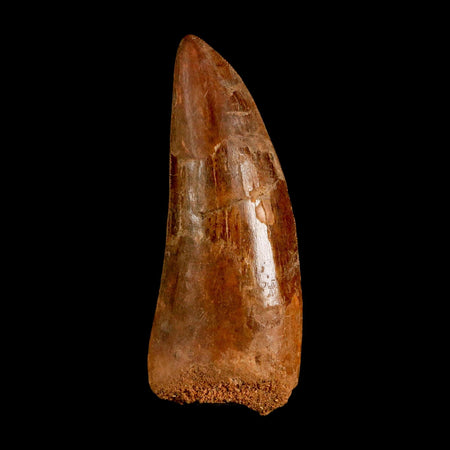 XL 3.4" Carcharodontosaurus Serrated Fossil Tooth Cretaceous Theropod Dinosaur COA