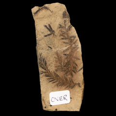 Metasequoia Plant Fossils