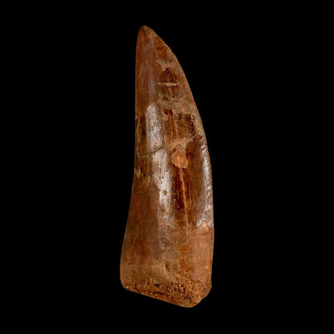 XL 3.4" Carcharodontosaurus Serrated Fossil Tooth Cretaceous Theropod Dinosaur COA - Fossil Age Minerals