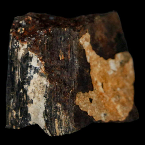 1.1" Stegosaurus Fossil Bone Morrison Formation Wyoming Jurassic Age Dinosaur COA - Fossil Age Minerals
