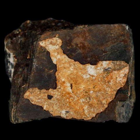 1.1" Stegosaurus Fossil Bone Morrison Formation Wyoming Jurassic Age Dinosaur COA - Fossil Age Minerals