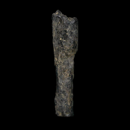 1.9" Tyrannosaurus Rex Fossil Bone Dinosaur Lance Creek Formation Wyoming COA