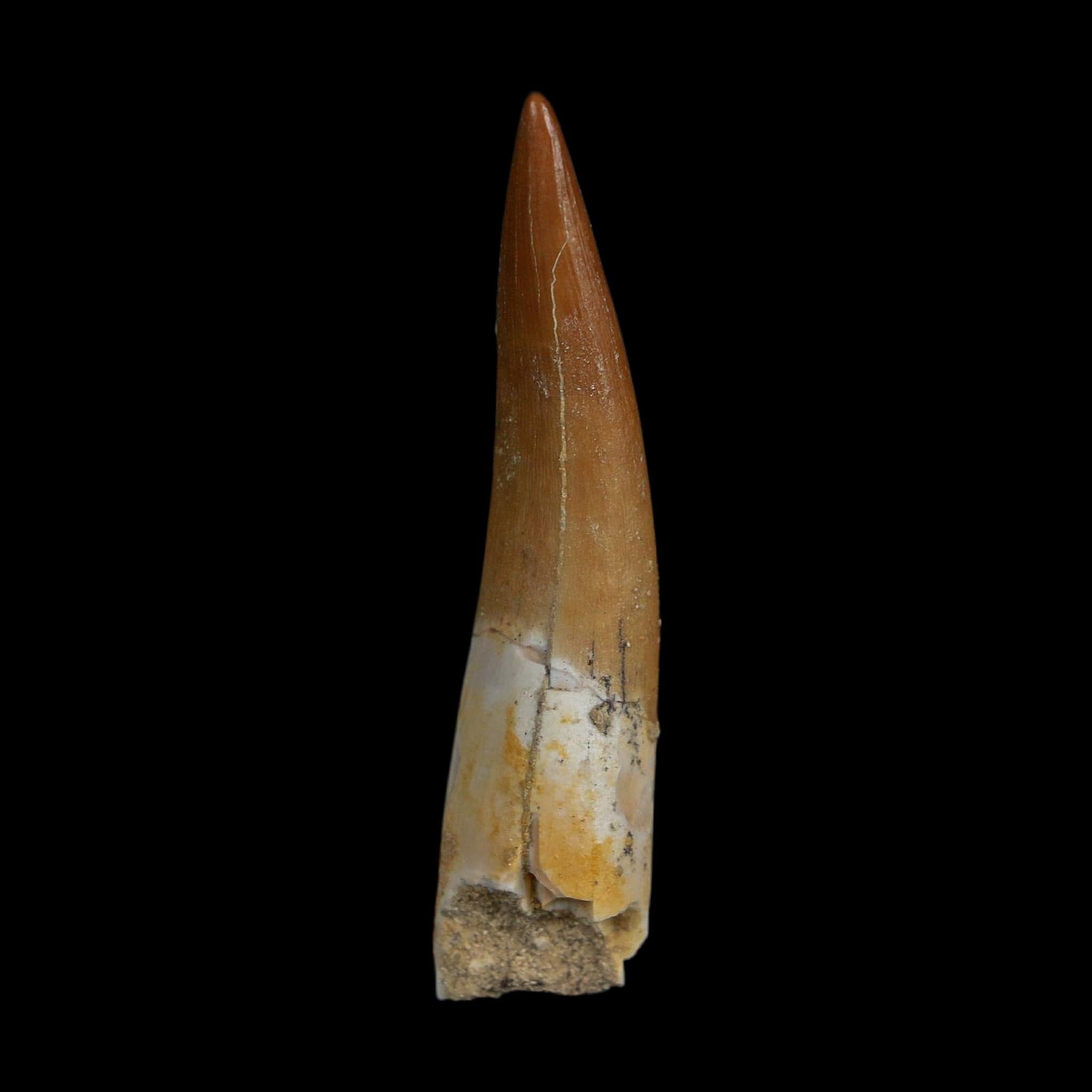 XL 2.1" Plesiosaur Zarafasaura Tooth Fossil Cretaceous Dinosaur Era COA, Stand