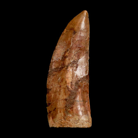 XL 3.5" Carcharodontosaurus Serrated Fossil Tooth Cretaceous Theropod Dinosaur COA