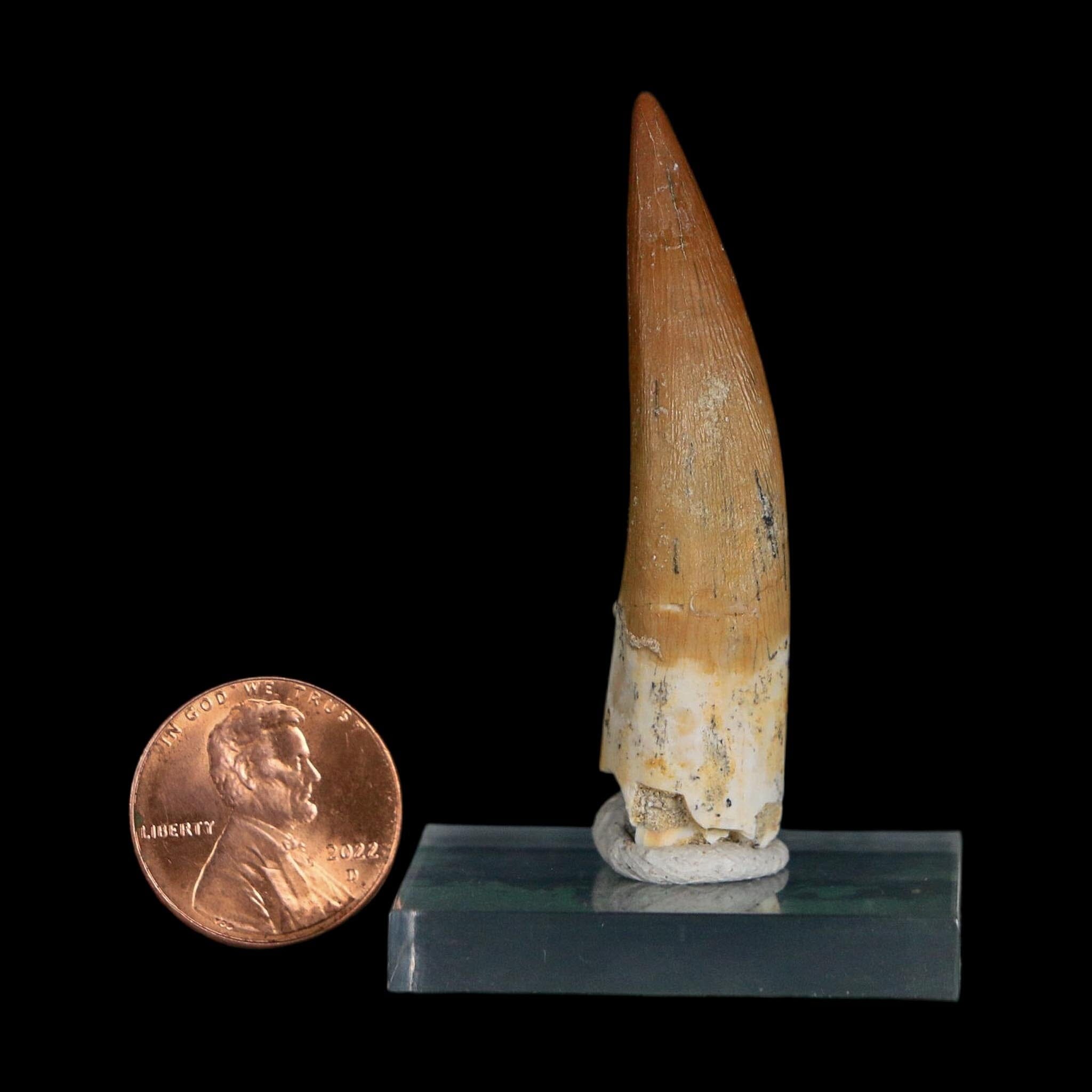 XL 2.1" Plesiosaur Zarafasaura Tooth Fossil Cretaceous Dinosaur Era COA, Stand