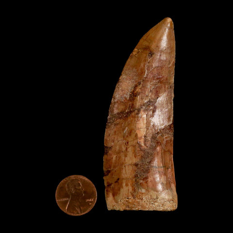 XL 3.5" Carcharodontosaurus Serrated Fossil Tooth Cretaceous Theropod Dinosaur COA - Fossil Age Minerals