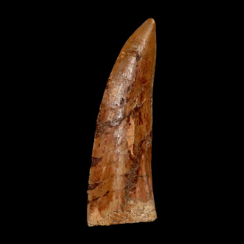 XL 3.5" Carcharodontosaurus Serrated Fossil Tooth Cretaceous Theropod Dinosaur COA - Fossil Age Minerals