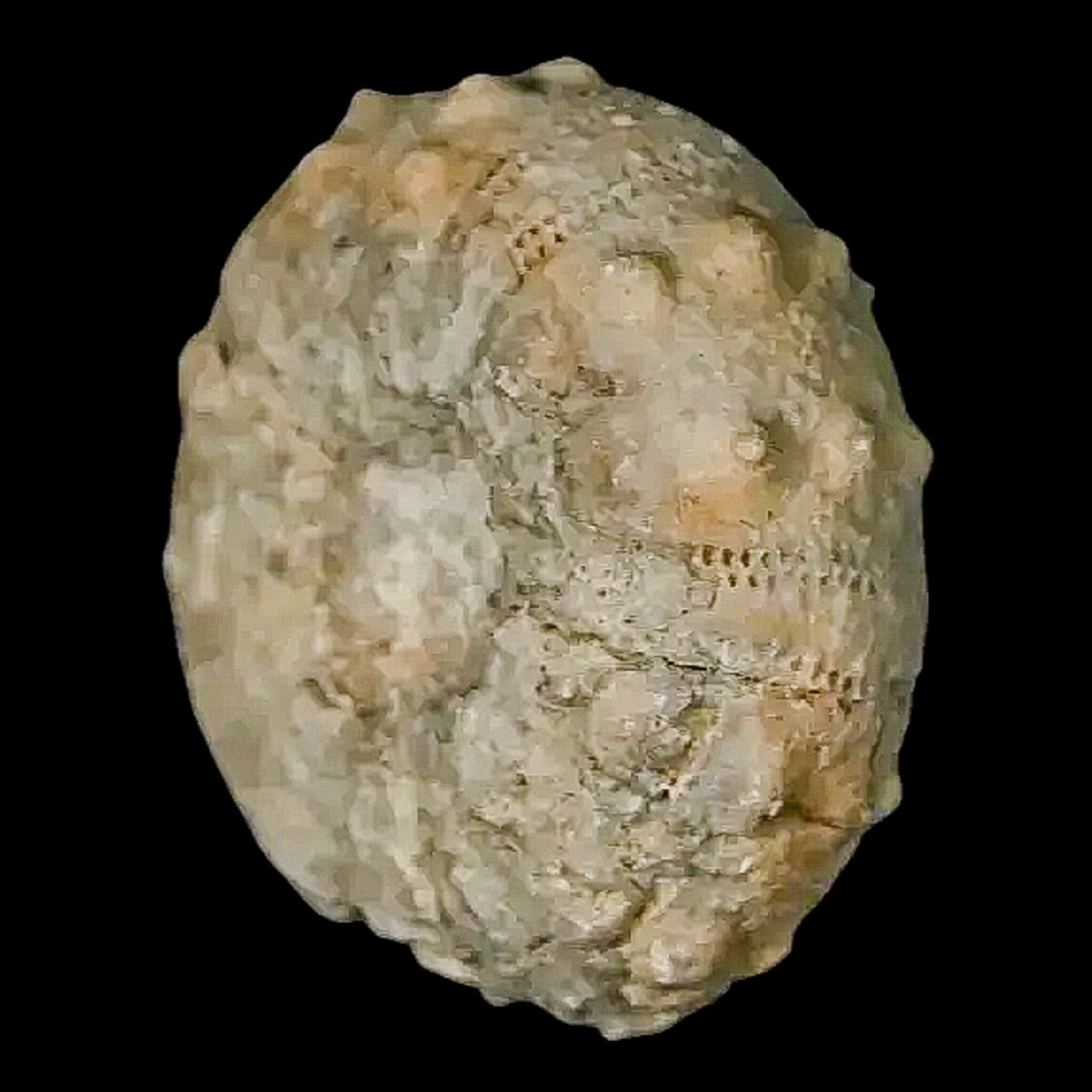 26MM Detailed Fossil Conopygus Sea Urchin Echinoid Cretaceous Morocco - Fossil Age Minerals