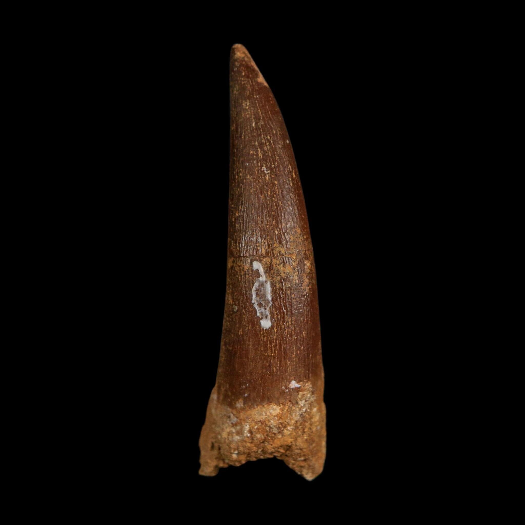 XL 2.1" Plesiosaur Zarafasaura Tooth Fossil Cretaceous Dinosaur Era COA, Stand