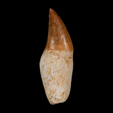 1.8" Halisaurus Walkeri Mosasaur Fossil Tooth Rooted Cretaceous Dinosaur Era COA