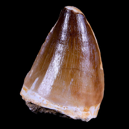 XL 2" Mosasaur Prognathodon Fossil Tooth Cretaceous Dinosaur Era COA & Stand