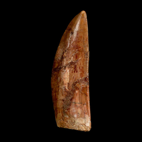 XL 3.5" Carcharodontosaurus Serrated Fossil Tooth Cretaceous Theropod Dinosaur COA - Fossil Age Minerals
