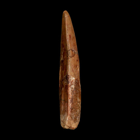 XL 3.5" Carcharodontosaurus Serrated Fossil Tooth Cretaceous Theropod Dinosaur COA - Fossil Age Minerals
