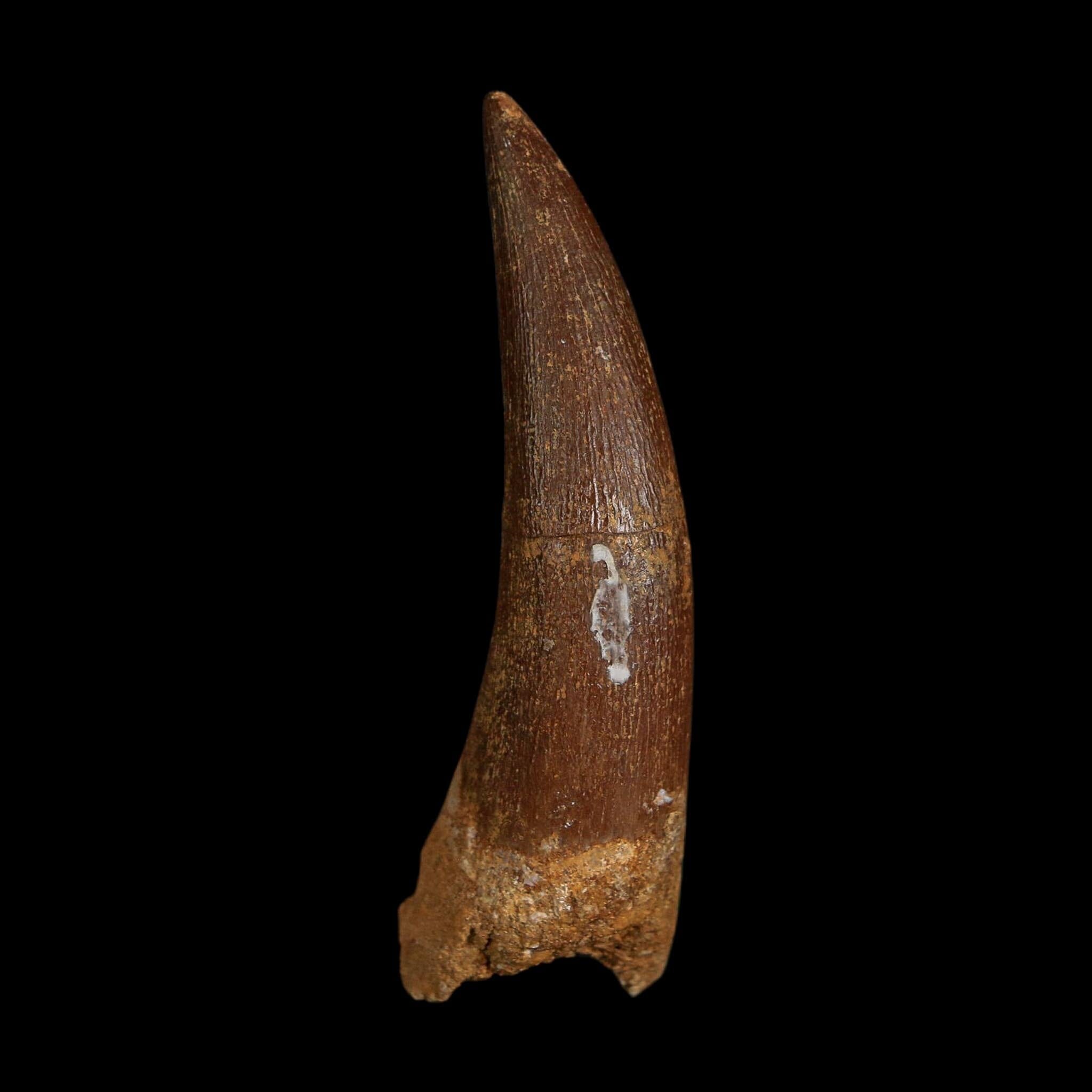 XL 2.1" Plesiosaur Zarafasaura Tooth Fossil Cretaceous Dinosaur Era COA, Stand