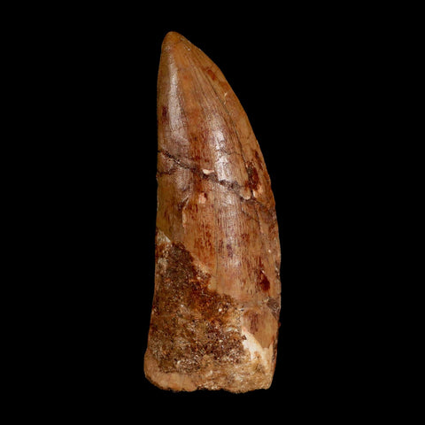 XL 3.5" Carcharodontosaurus Serrated Fossil Tooth Cretaceous Theropod Dinosaur COA - Fossil Age Minerals