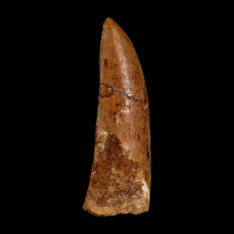 XL 3.5" Carcharodontosaurus Serrated Fossil Tooth Cretaceous Theropod Dinosaur COA - Fossil Age Minerals