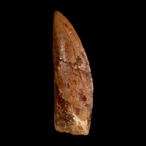 XL 3.5" Carcharodontosaurus Serrated Fossil Tooth Cretaceous Theropod Dinosaur COA - Fossil Age Minerals