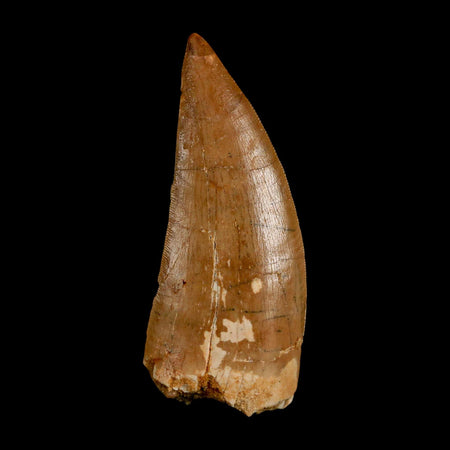 XL 3" Carcharodontosaurus Serrated Fossil Tooth Cretaceous Theropod Dinosaur COA