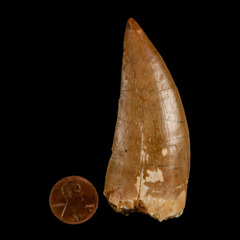 XL 3" Carcharodontosaurus Serrated Fossil Tooth Cretaceous Theropod Dinosaur COA - Fossil Age Minerals