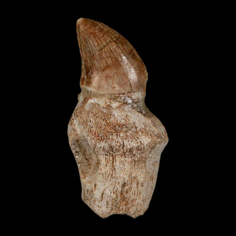 1.8" Halisaurus Walkeri Mosasaur Fossil Tooth Rooted Cretaceous Dinosaur Era COA