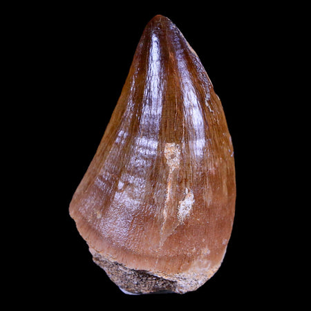 XL 2.1" Mosasaur Prognathodon Fossil Tooth Cretaceous Dinosaur Era COA & Stand