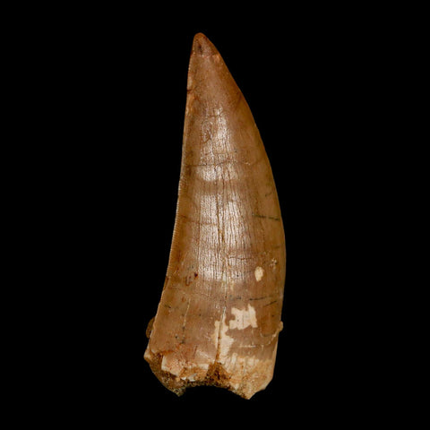XL 3" Carcharodontosaurus Serrated Fossil Tooth Cretaceous Theropod Dinosaur COA - Fossil Age Minerals