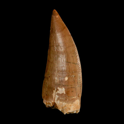 XL 3" Carcharodontosaurus Serrated Fossil Tooth Cretaceous Theropod Dinosaur COA - Fossil Age Minerals