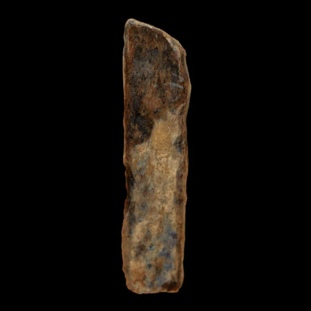 1.5" Tyrannosaurus Rex Fossil Bone Dinosaur Lance Creek Formation Wyoming COA