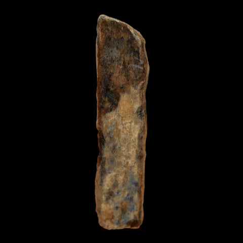 1.5" Tyrannosaurus Rex Fossil Bone Dinosaur Lance Creek Formation Wyoming COA - Fossil Age Minerals