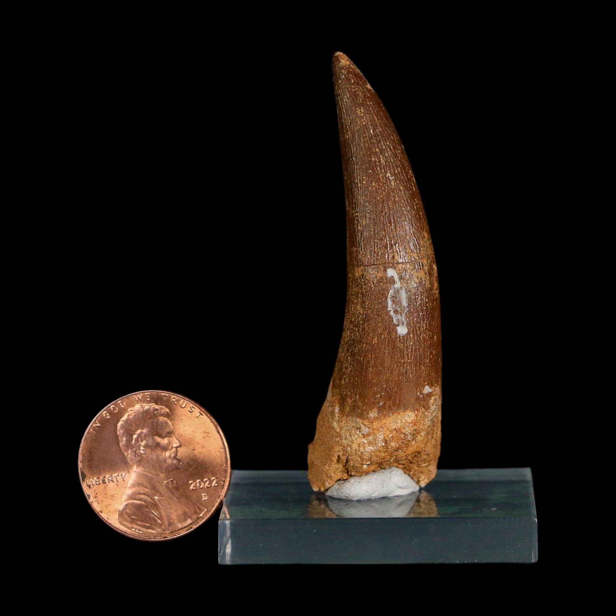 XL 2.1" Plesiosaur Zarafasaura Tooth Fossil Cretaceous Dinosaur Era COA, Stand