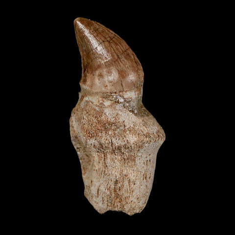 1.8" Halisaurus Walkeri Mosasaur Fossil Tooth Rooted Cretaceous Dinosaur Era COA