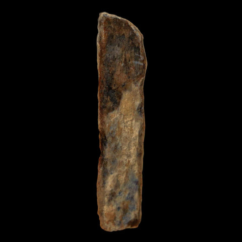 1.5" Tyrannosaurus Rex Fossil Bone Dinosaur Lance Creek Formation Wyoming COA - Fossil Age Minerals