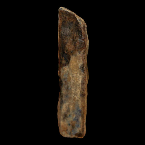 1.5" Tyrannosaurus Rex Fossil Bone Dinosaur Lance Creek Formation Wyoming COA - Fossil Age Minerals