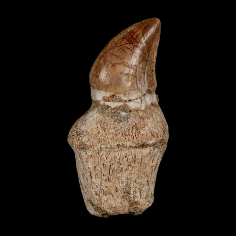 1.8" Halisaurus Walkeri Mosasaur Fossil Tooth Rooted Cretaceous Dinosaur Era COA