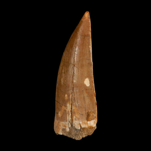 XL 3" Carcharodontosaurus Serrated Fossil Tooth Cretaceous Theropod Dinosaur COA - Fossil Age Minerals
