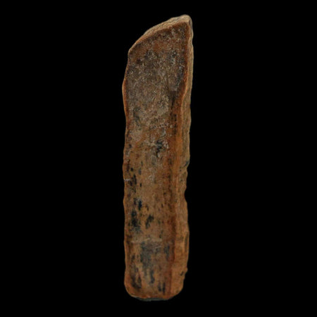 1.5" Tyrannosaurus Rex Fossil Bone Dinosaur Lance Creek Formation Wyoming COA
