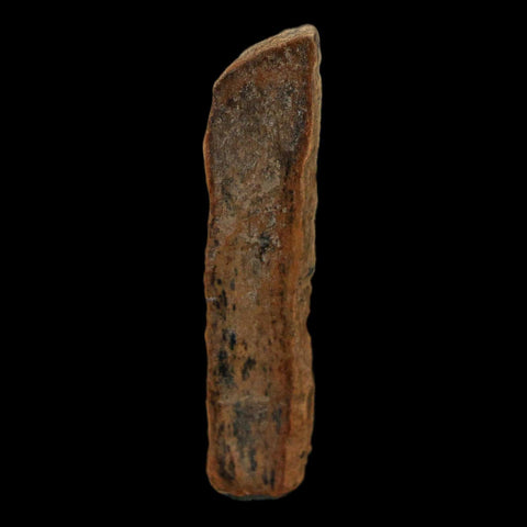1.5" Tyrannosaurus Rex Fossil Bone Dinosaur Lance Creek Formation Wyoming COA - Fossil Age Minerals