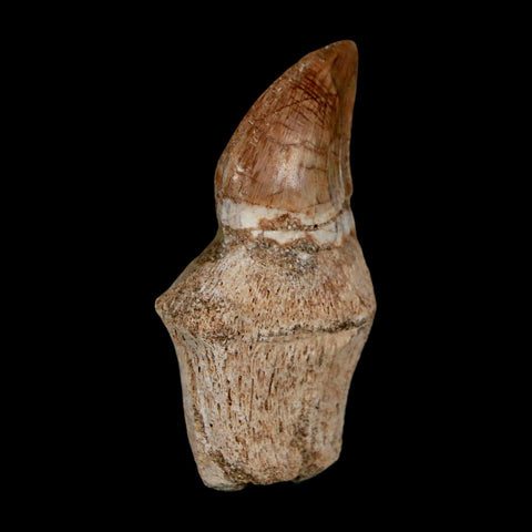 1.8" Halisaurus Walkeri Mosasaur Fossil Tooth Rooted Cretaceous Dinosaur Era COA