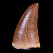 1.8" Tylosaurus Mosasaur Fossil Tooth Cretaceous Dinosaur Era COA, Stand